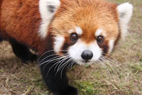 動物を一匹だけ不自由させずに飼えるとしたら何を飼いますか？