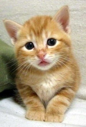 動物を一匹だけ不自由させずに飼えるとしたら何を飼いますか？