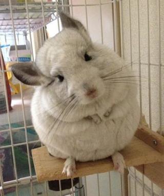 動物を一匹だけ不自由させずに飼えるとしたら何を飼いますか？