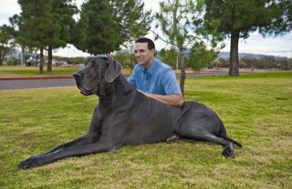動物を一匹だけ不自由させずに飼えるとしたら何を飼いますか？