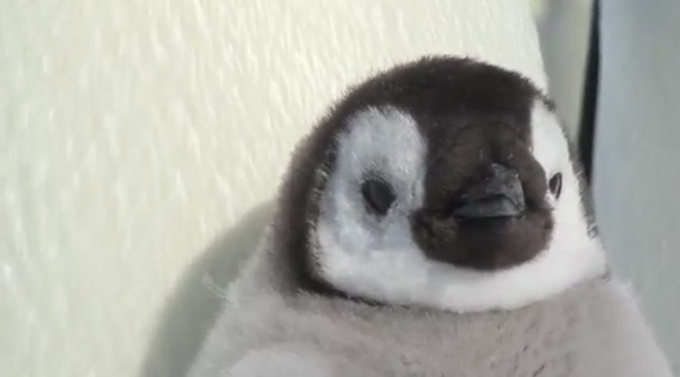 動物を一匹だけ不自由させずに飼えるとしたら何を飼いますか？