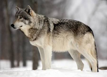 動物を一匹だけ不自由させずに飼えるとしたら何を飼いますか？