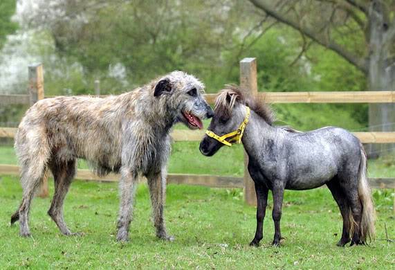 動物を一匹だけ不自由させずに飼えるとしたら何を飼いますか？