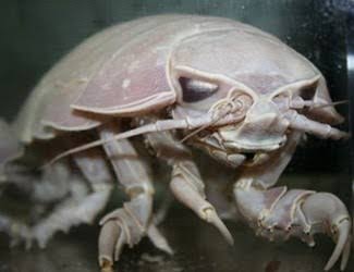 動物を一匹だけ不自由させずに飼えるとしたら何を飼いますか？