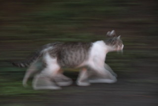 たまに周りが早送りに感じる人いませんか？