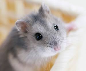 あなたの癒しを教えてください