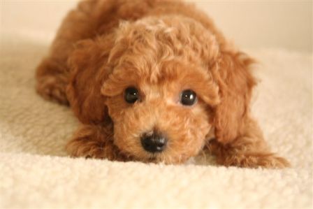 あなたの癒しを教えてください