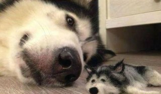 あなたの癒しを教えてください