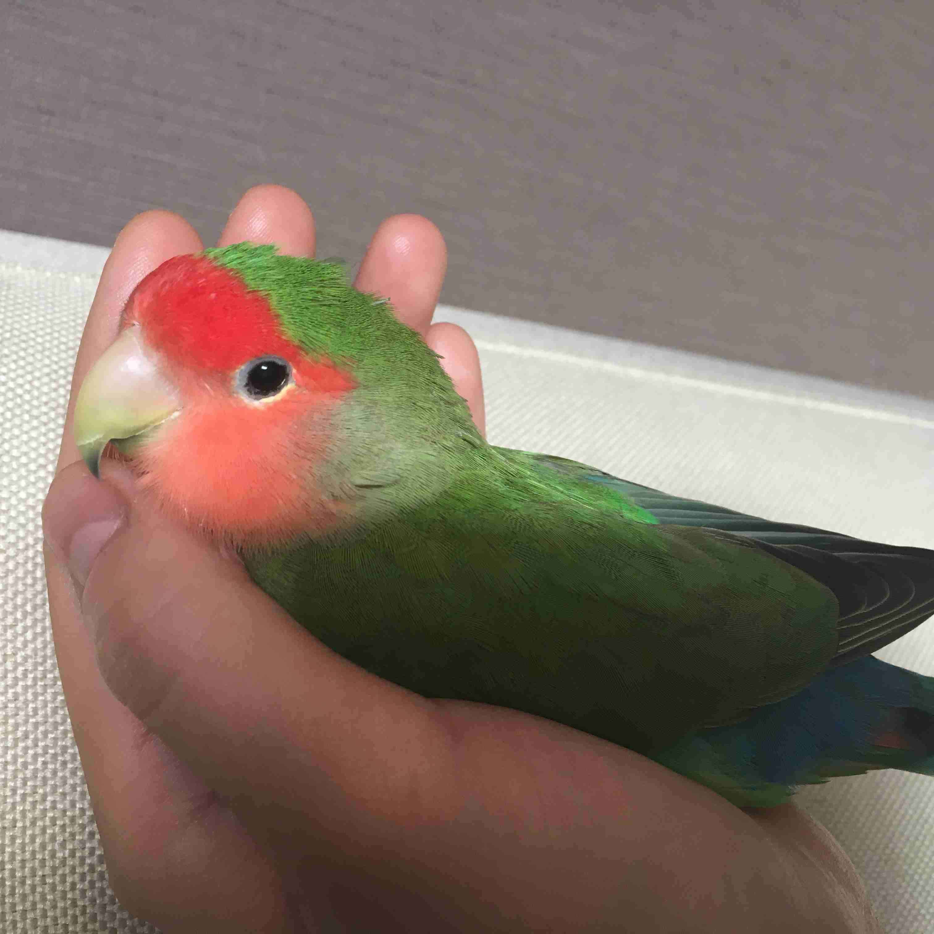 あなたの癒しを教えてください