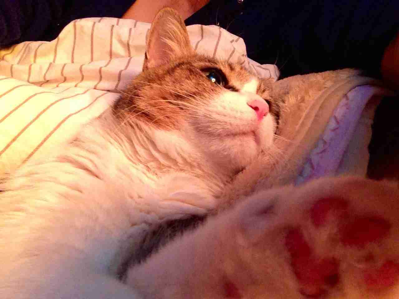 あなたの癒しを教えてください