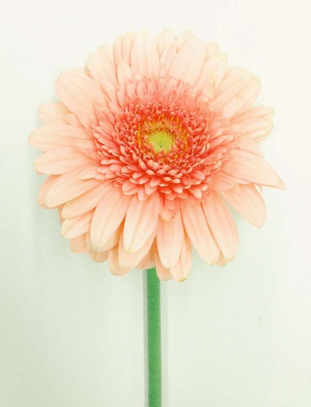 あなたの癒しを教えてください