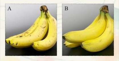 似ている２つのものを比べるトピ