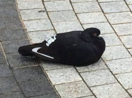 似ている２つのものを比べるトピ