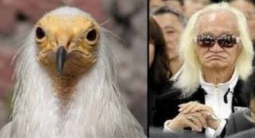 似ている２つのものを比べるトピ