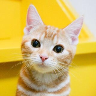 キョトン顔の動物