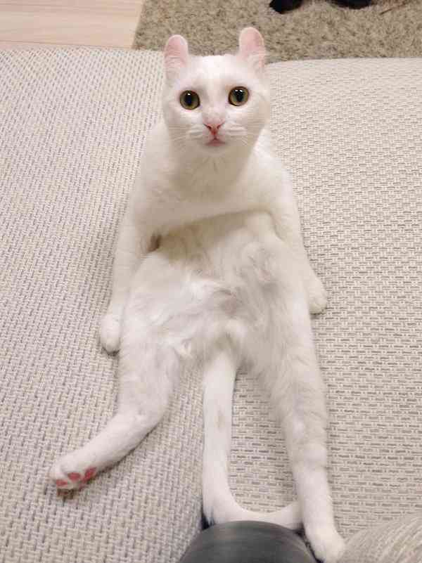 キョトン顔の動物