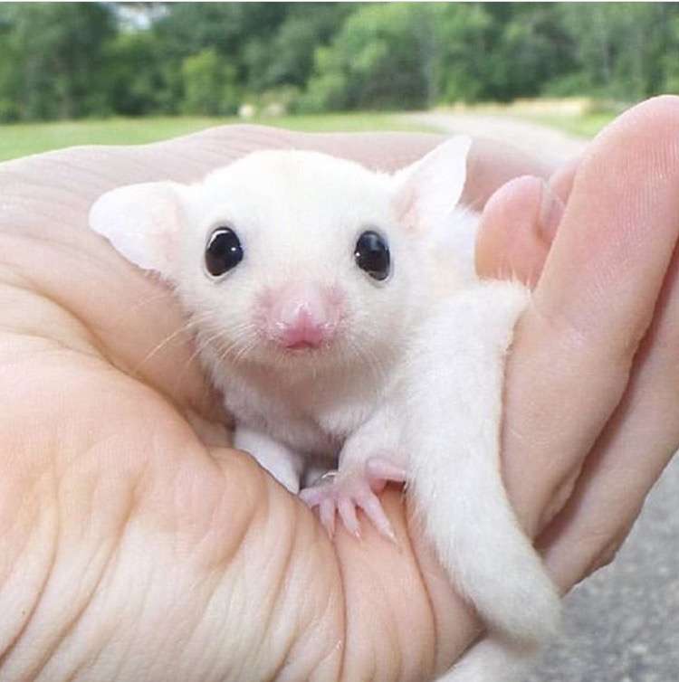キョトン顔の動物