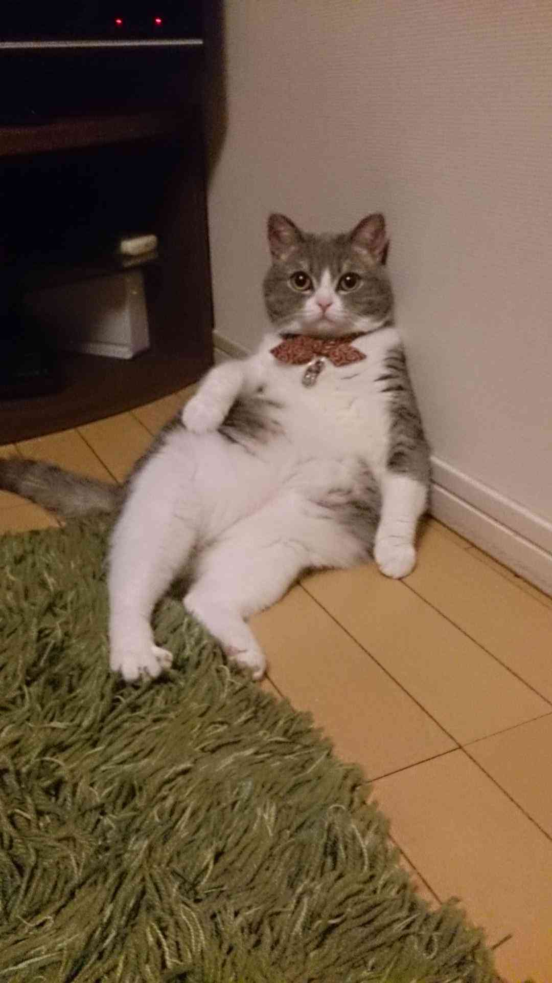 キョトン顔の動物