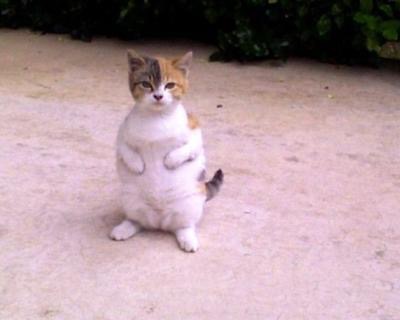キョトン顔の動物
