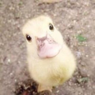 キョトン顔の動物