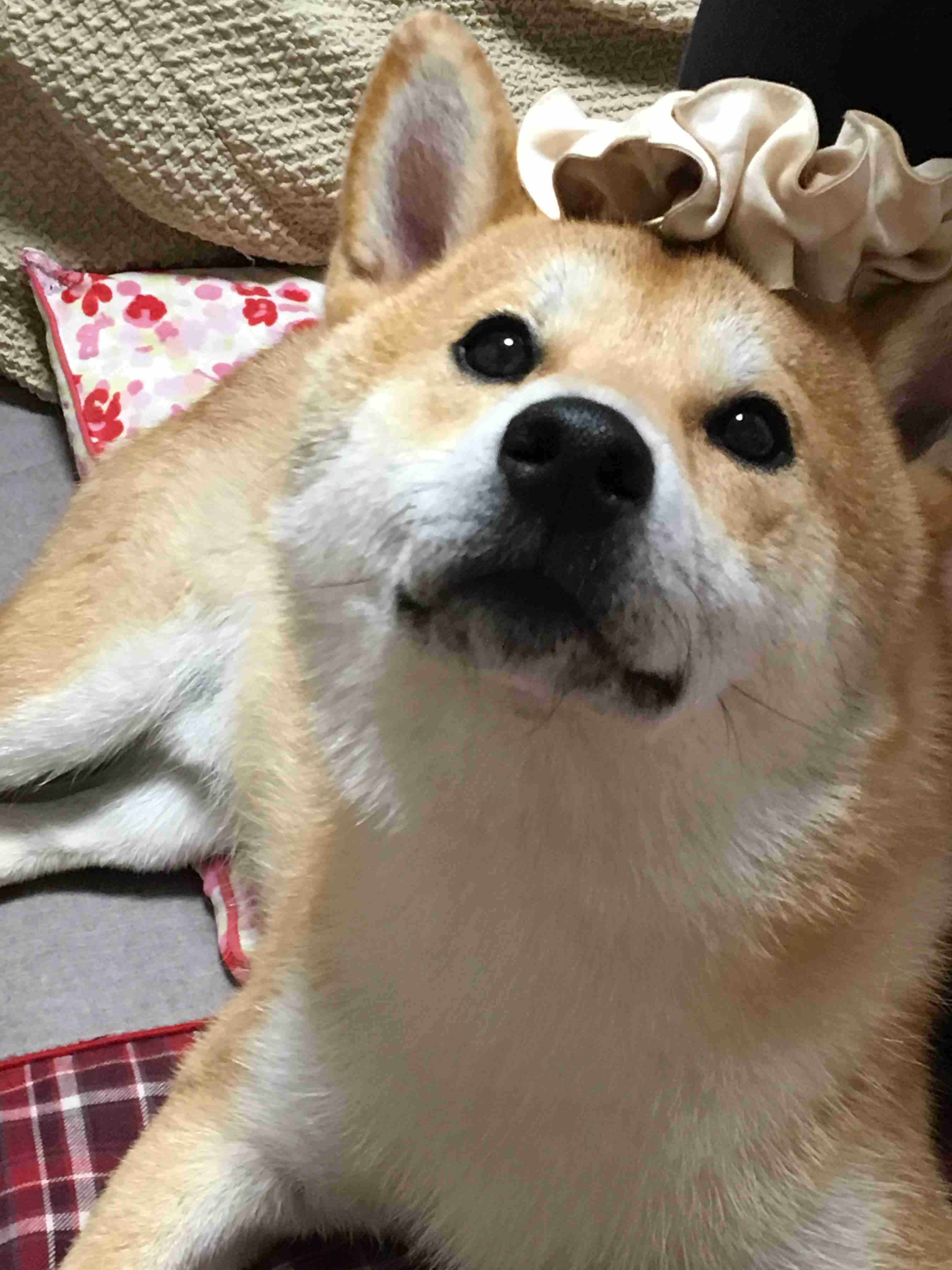 キョトン顔の動物