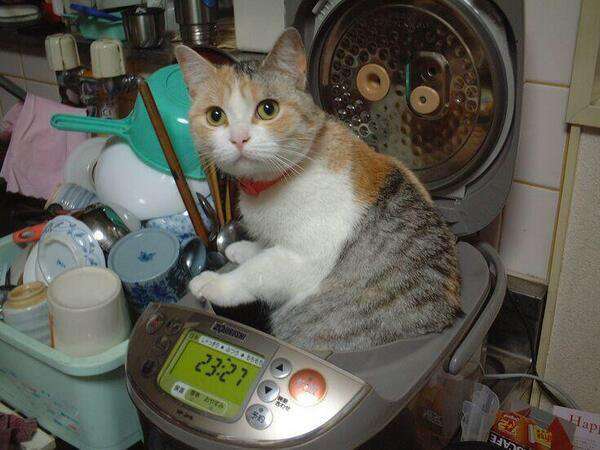 キョトン顔の動物