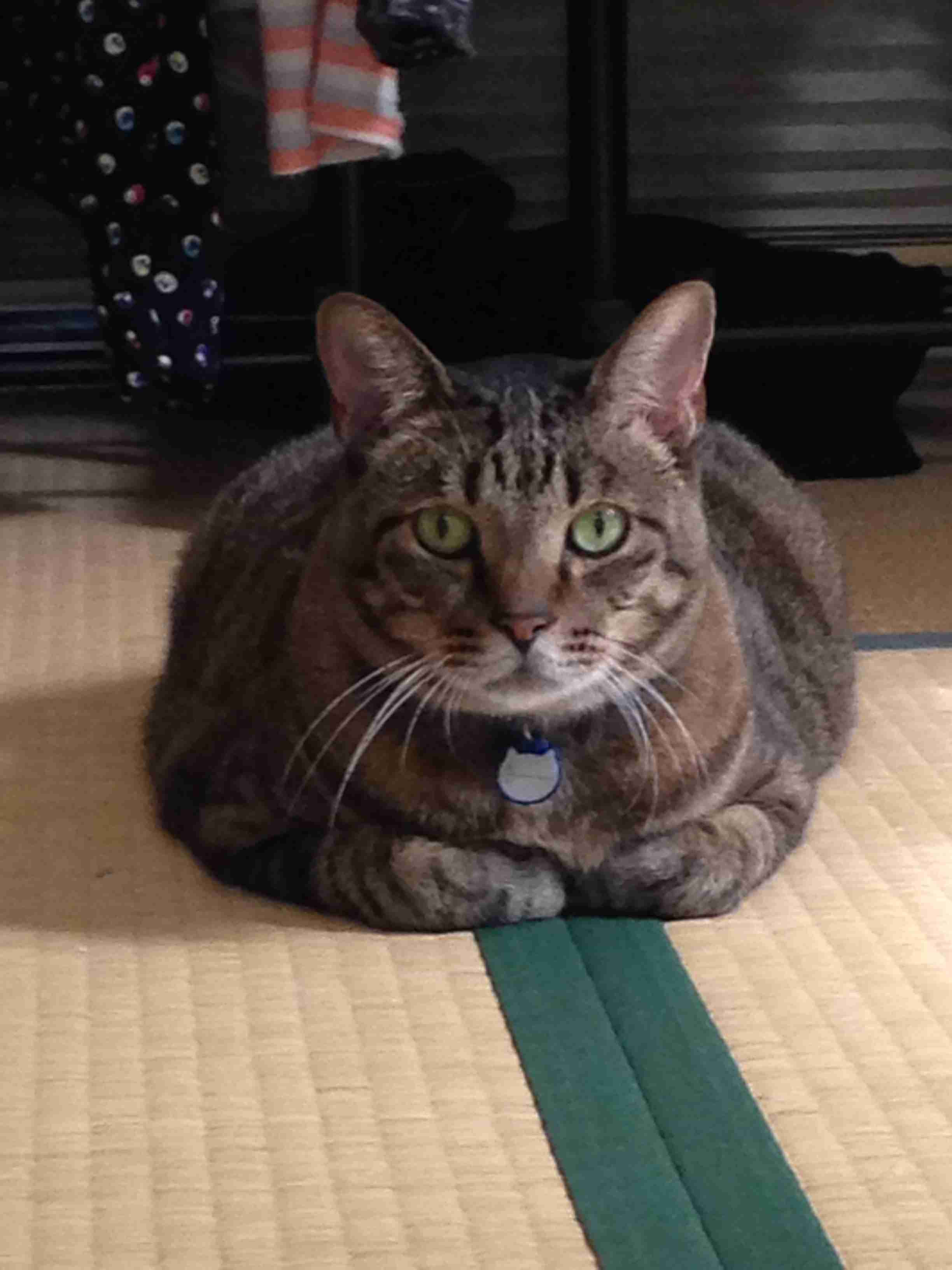 キョトン顔の動物