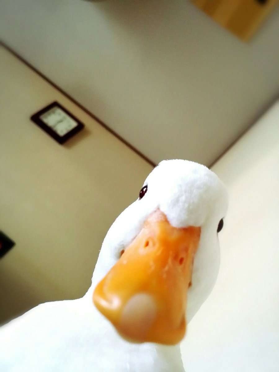 キョトン顔の動物