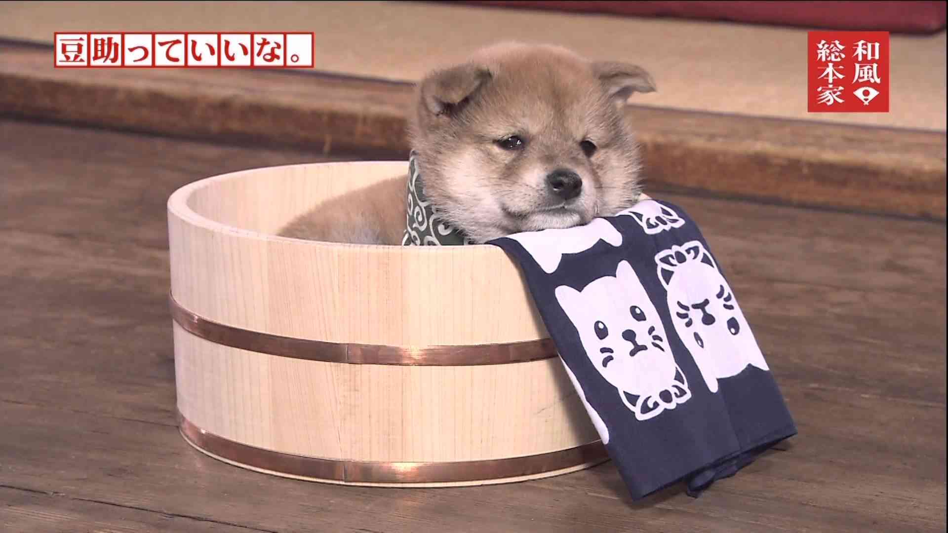 キョトン顔の動物