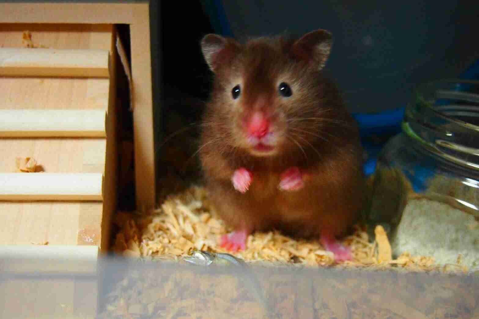 キョトン顔の動物