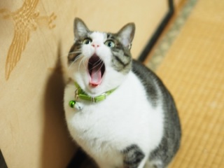キョトン顔の動物