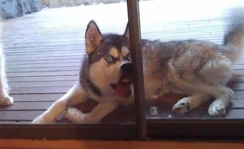 キョトン顔の動物