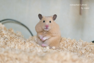 キョトン顔の動物