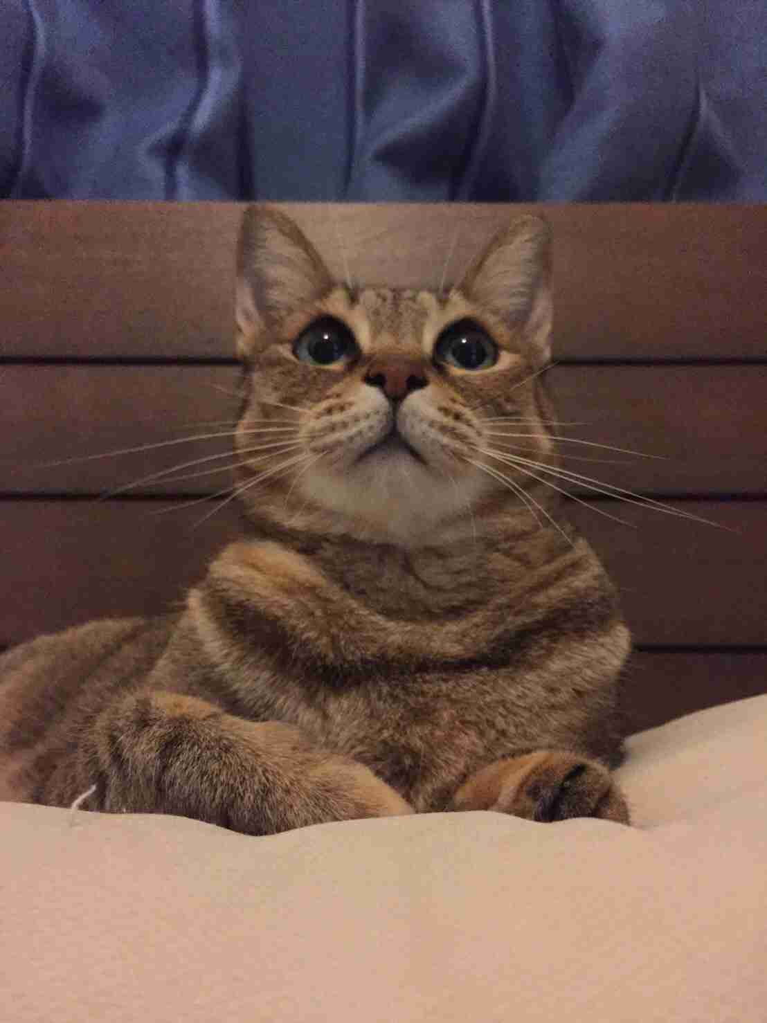 キョトン顔の動物