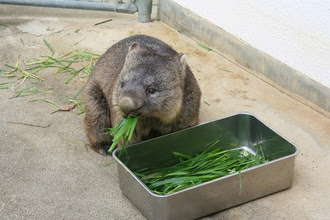 キョトン顔の動物