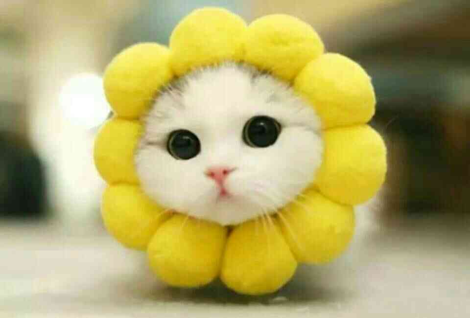 キョトン顔の動物