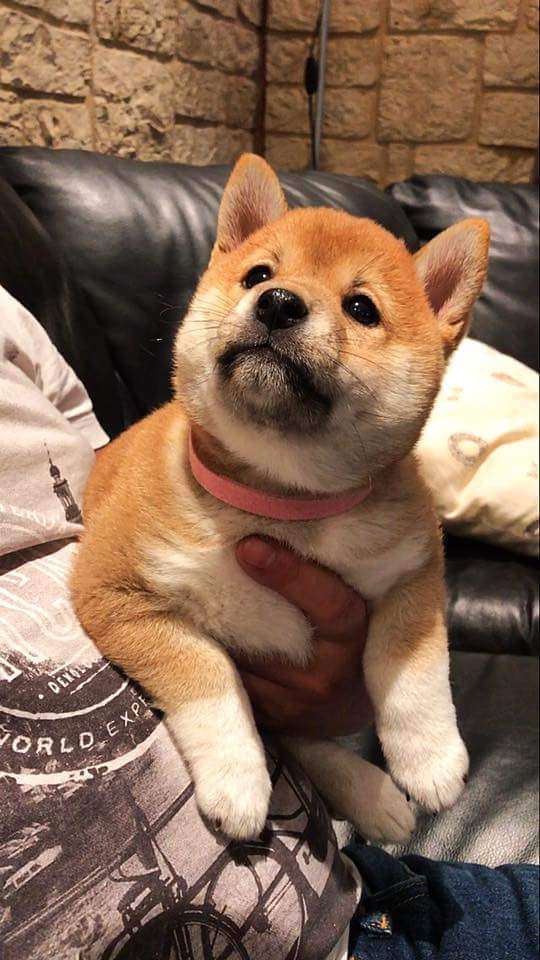 キョトン顔の動物