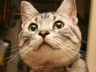 キョトン顔の動物