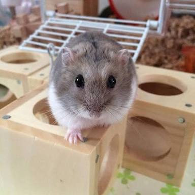 キョトン顔の動物