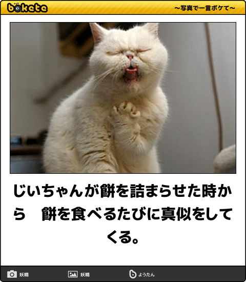 ポスト・チベットスナギツネ選手権！
