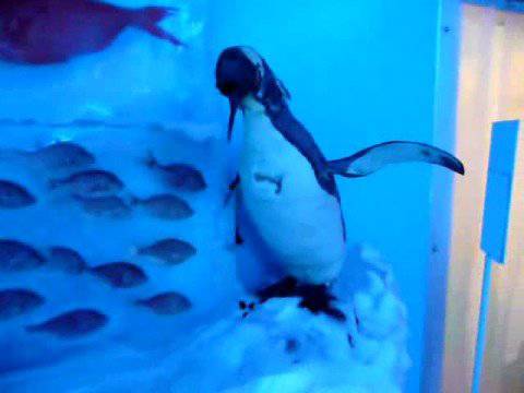 魚介類を氷詰め　津波被災の「氷の水族館」6年ぶり復活