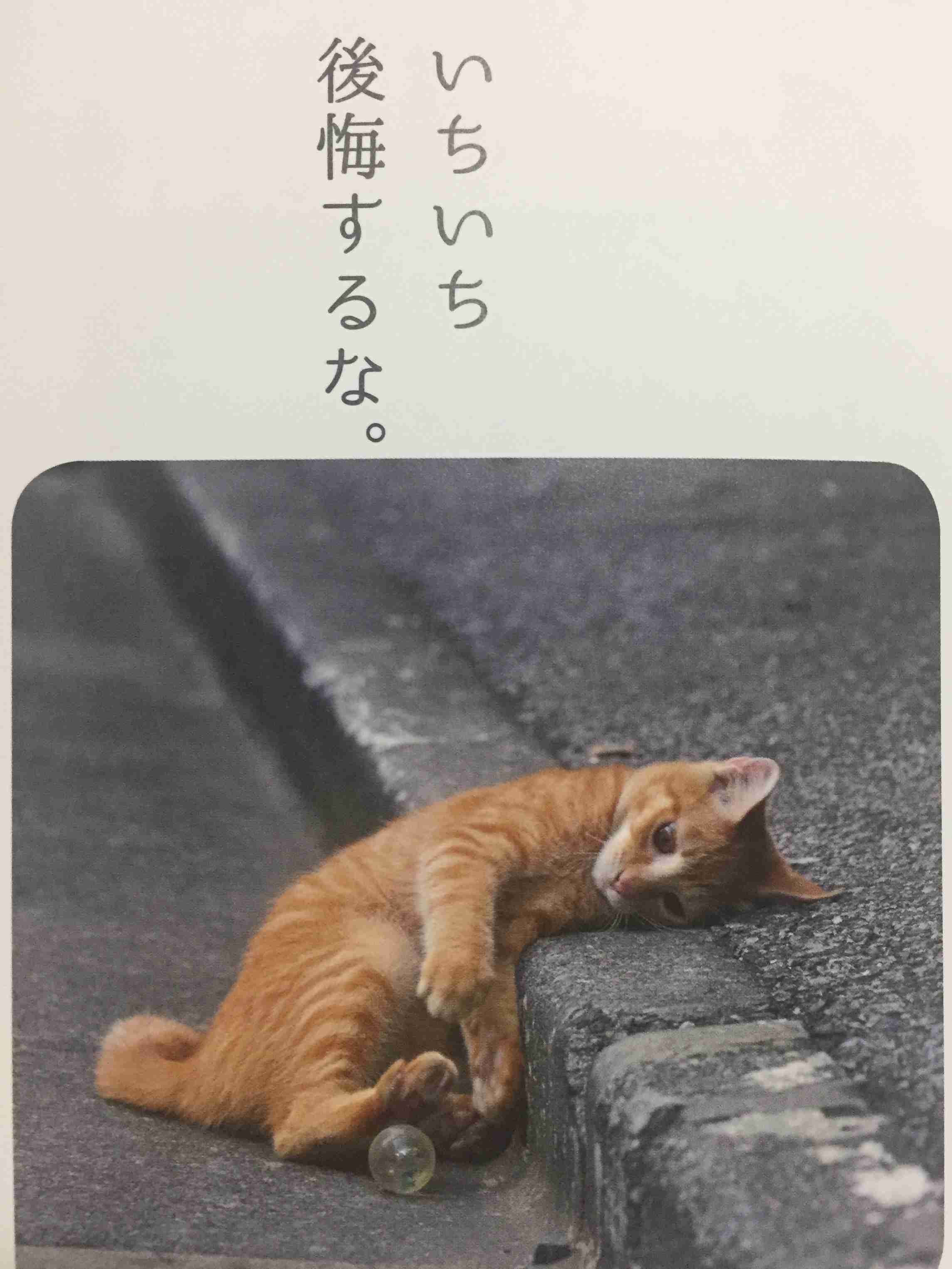 穏やかな優しい画像