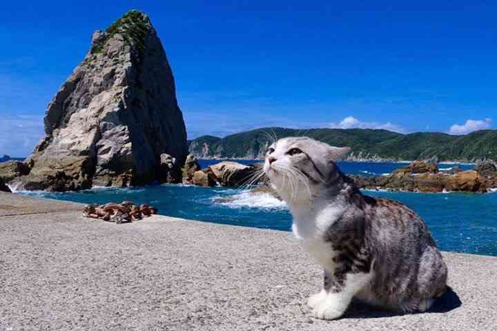 穏やかな優しい画像