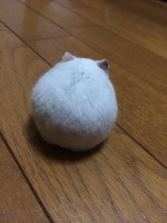 可愛い長財布探してます❤️