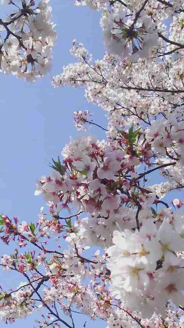 がるちゃん民の撮影した桜が見たい!
