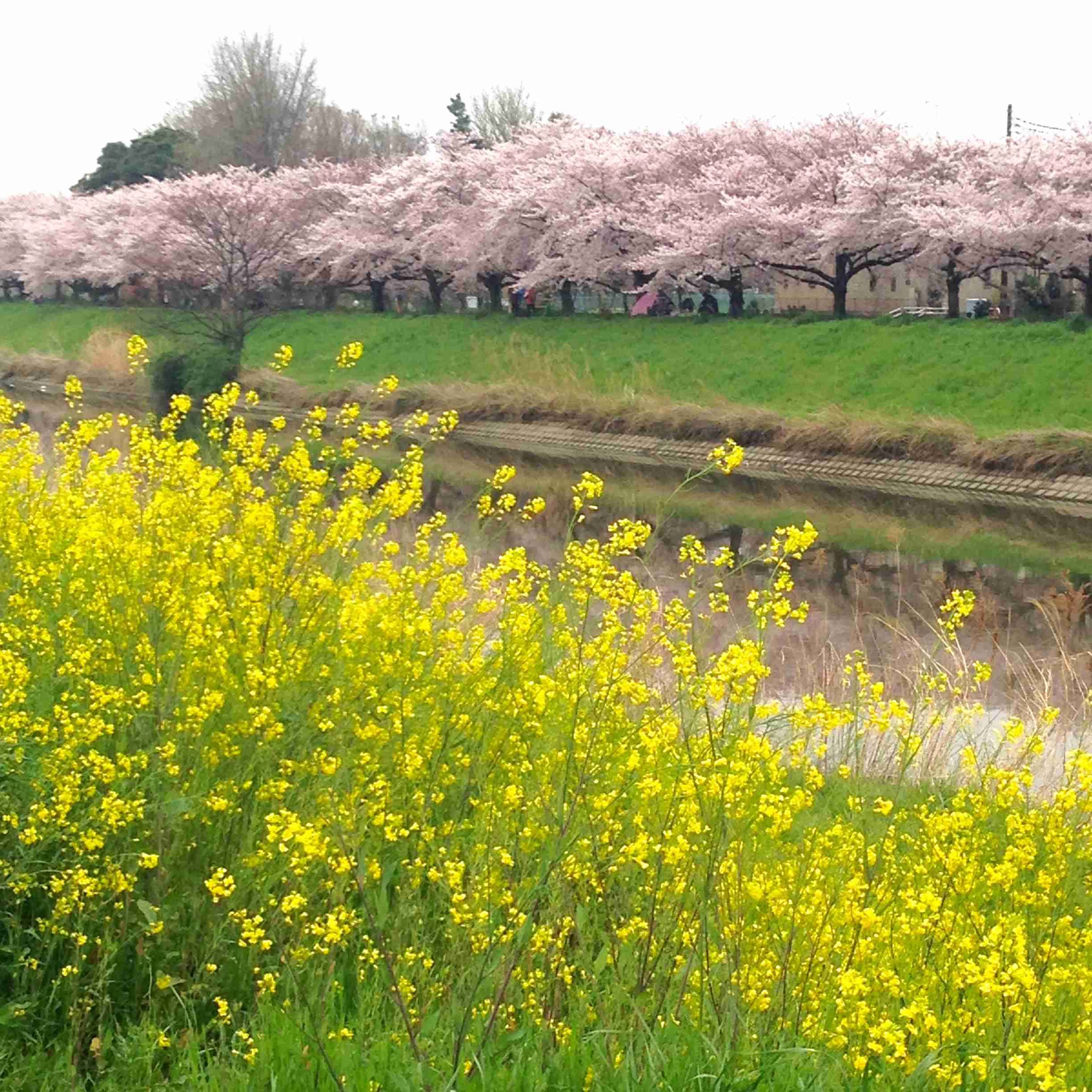 がるちゃん民の撮影した桜が見たい!