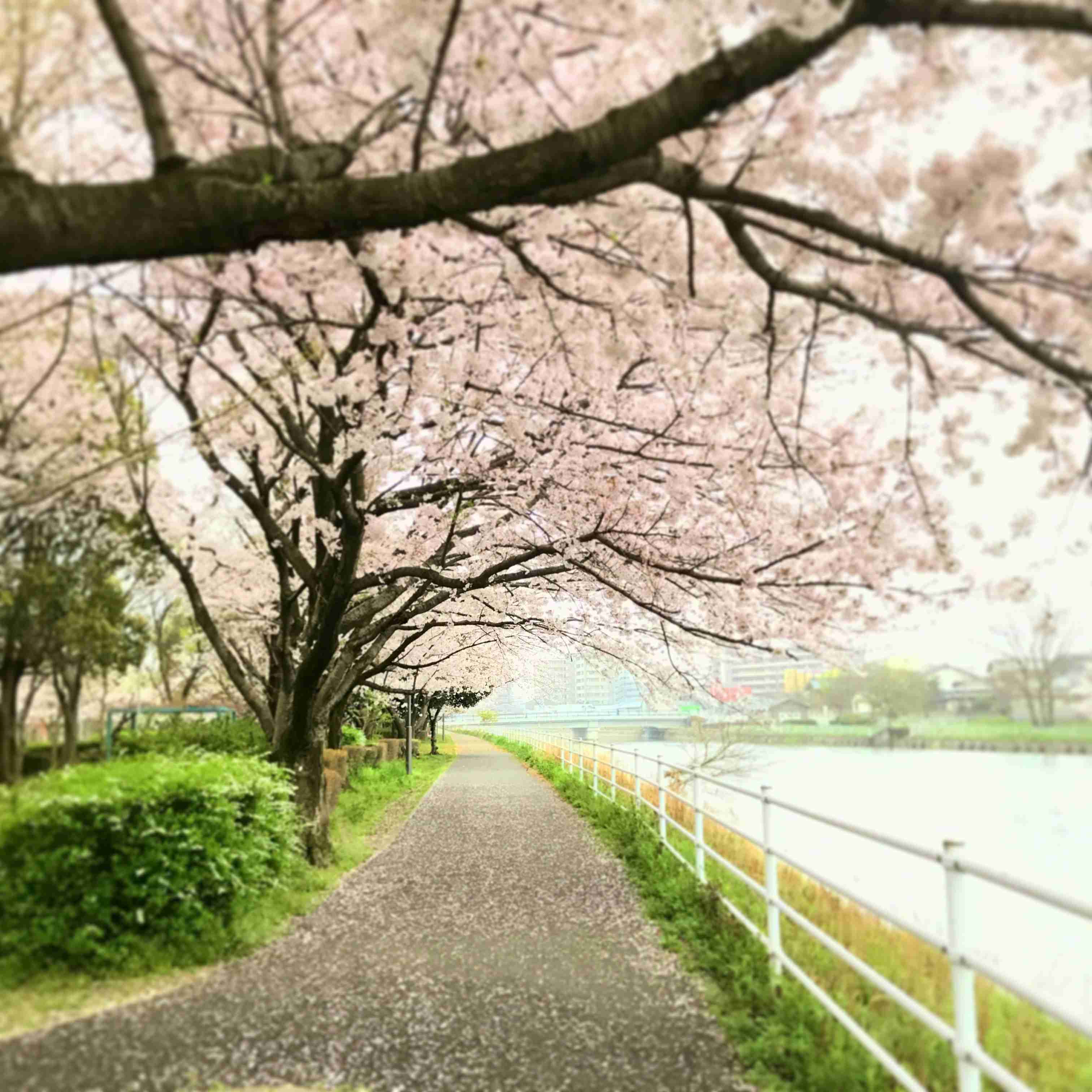 がるちゃん民の撮影した桜が見たい!