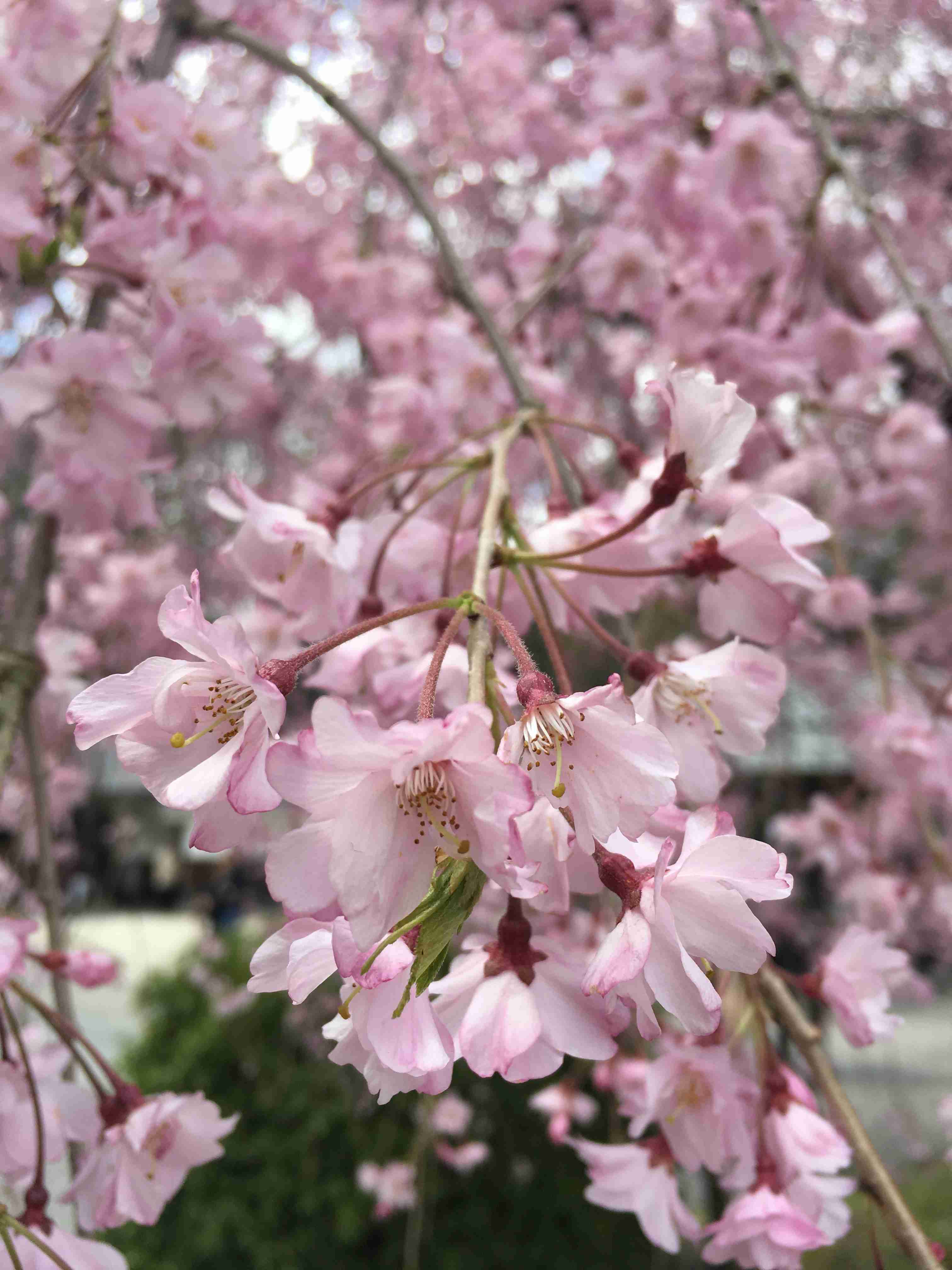 がるちゃん民の撮影した桜が見たい!