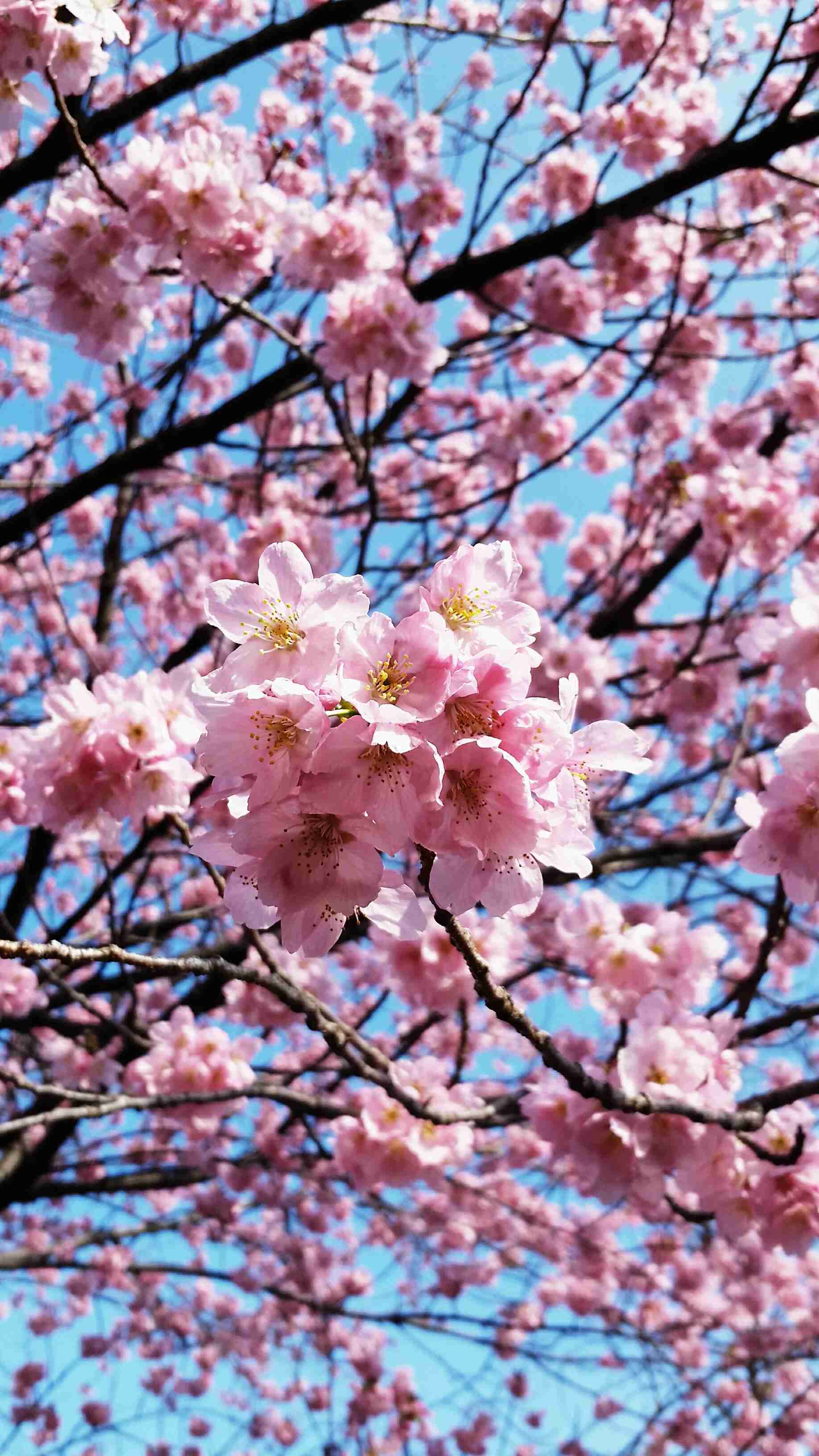 がるちゃん民の撮影した桜が見たい!