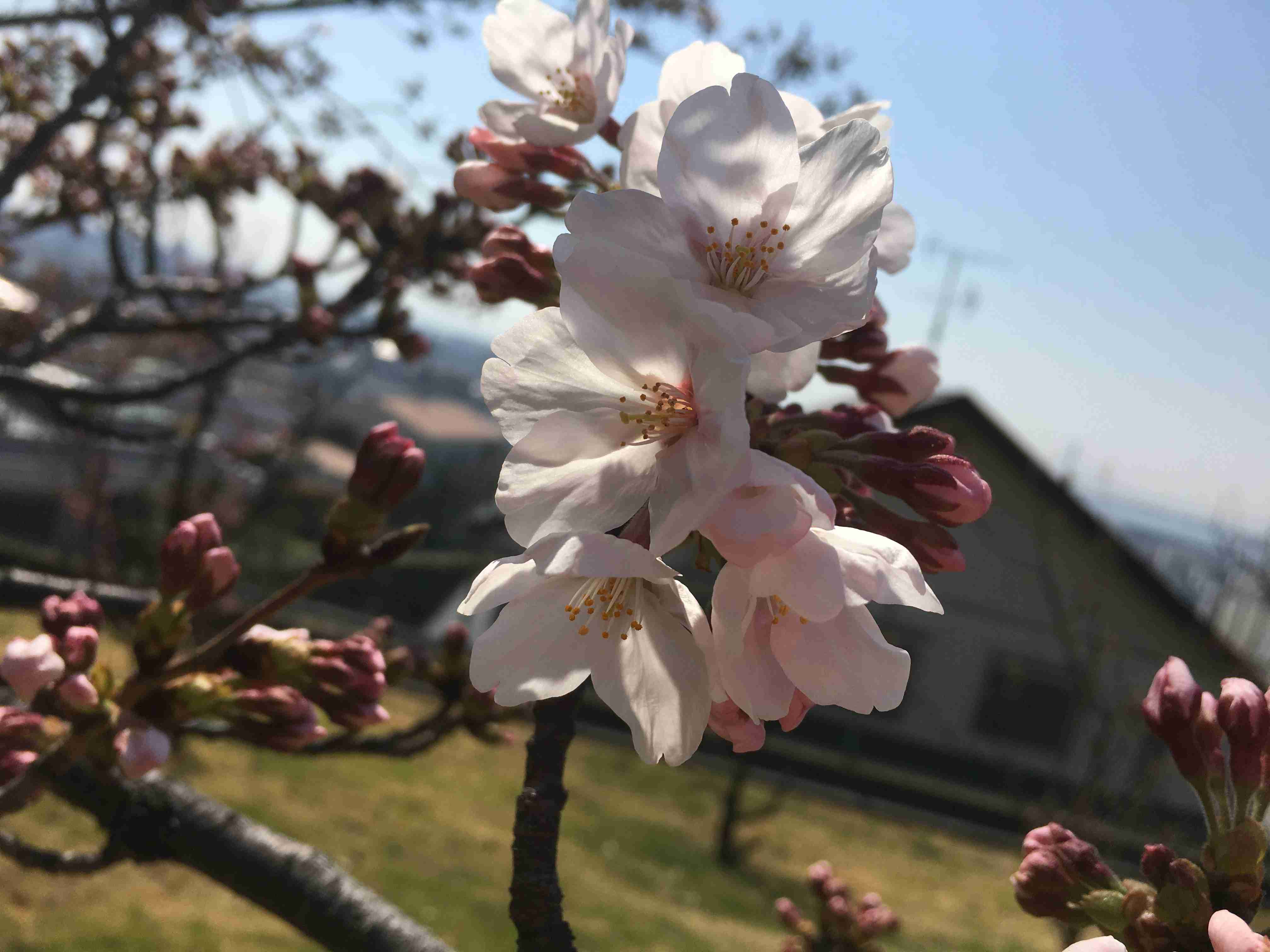 がるちゃん民の撮影した桜が見たい!